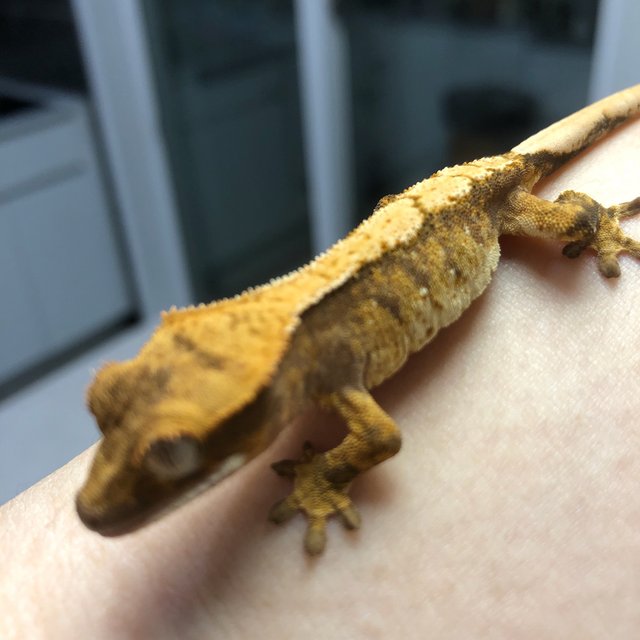 노멀 트라이 드리피 익스트림할리퀸