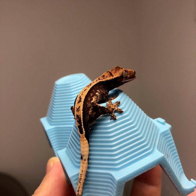 노멀 트라이 풀핀 화이트스팟 화이트크라운 화이트포트홀