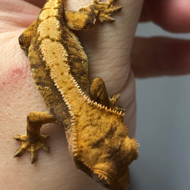 노멀 트라이 드리피 익스트림할리퀸