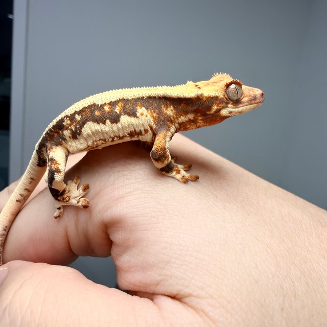 릴리화이트 풀핀 솔리드백 트라이