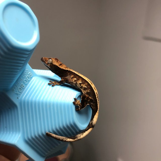 노멀 트라이 풀핀 화이트스팟 화이트크라운 화이트포트홀