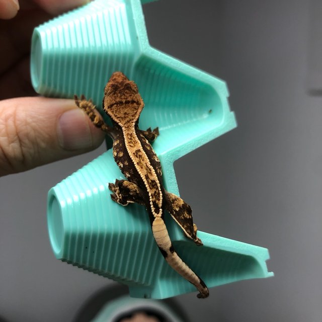 노멀 트라이 화이트핀 화이트포트홀 할리퀸