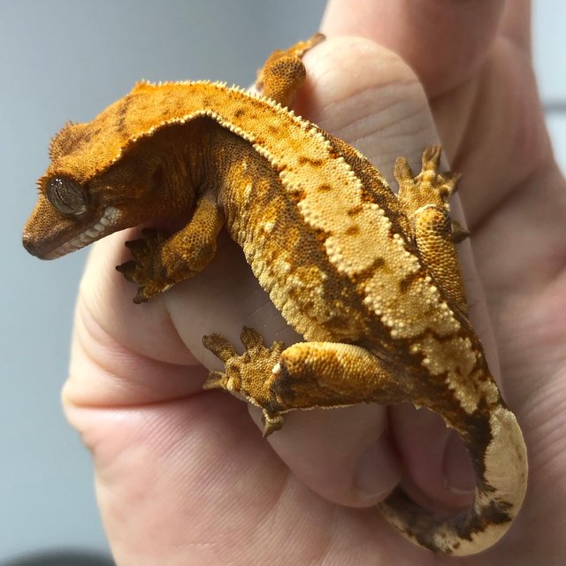 노멀 트라이 드리피 익스트림할리퀸