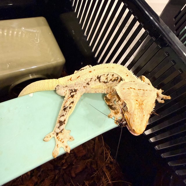 릴리화이트 풀핀