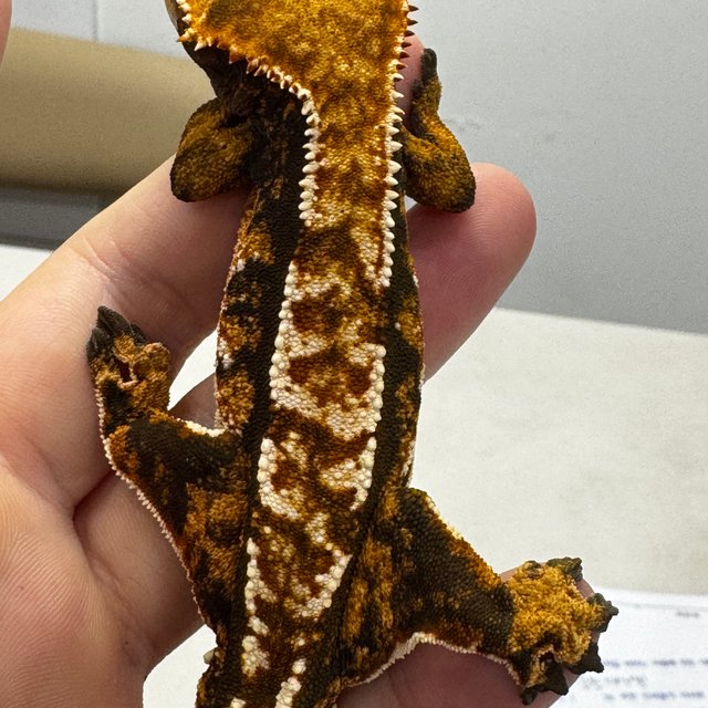 노멀 트라이 텐저린