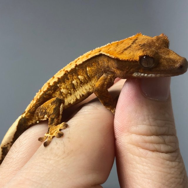 노멀 트라이 드리피 익스트림할리퀸