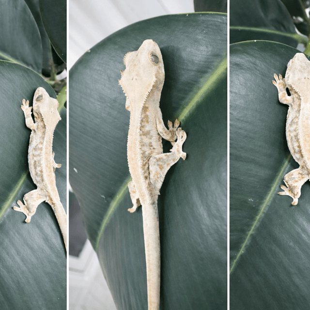 릴리화이트 솔리드백 풀핀 드리피