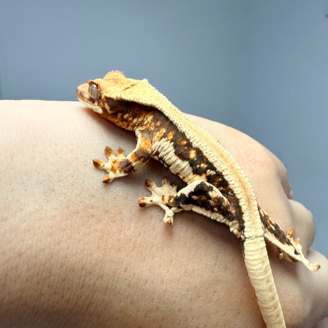 릴리화이트 풀핀 솔리드백 트라이