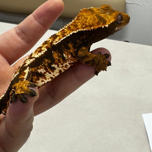 노멀 트라이 텐저린