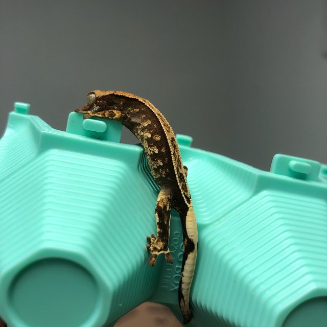 노멀 트라이 화이트핀 화이트포트홀 할리퀸