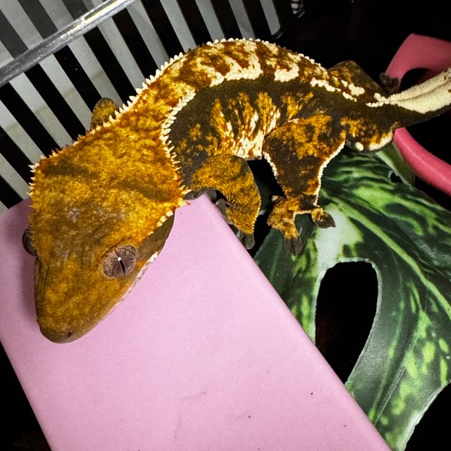 노멀 트라이 텐저린