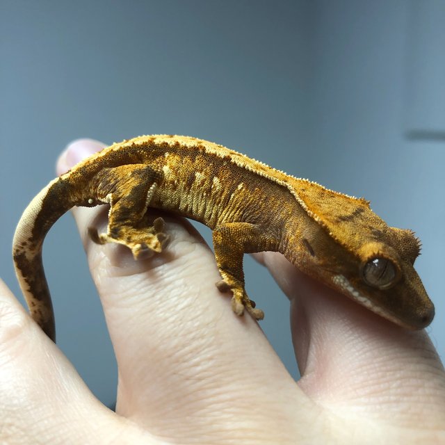 노멀 트라이 드리피 익스트림할리퀸