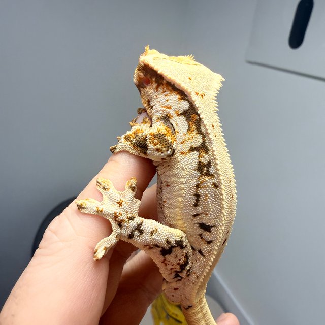 릴리화이트 풀핀