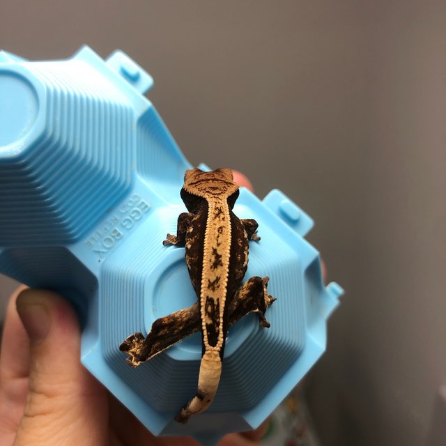 노멀 트라이 풀핀 화이트스팟 화이트크라운 화이트포트홀