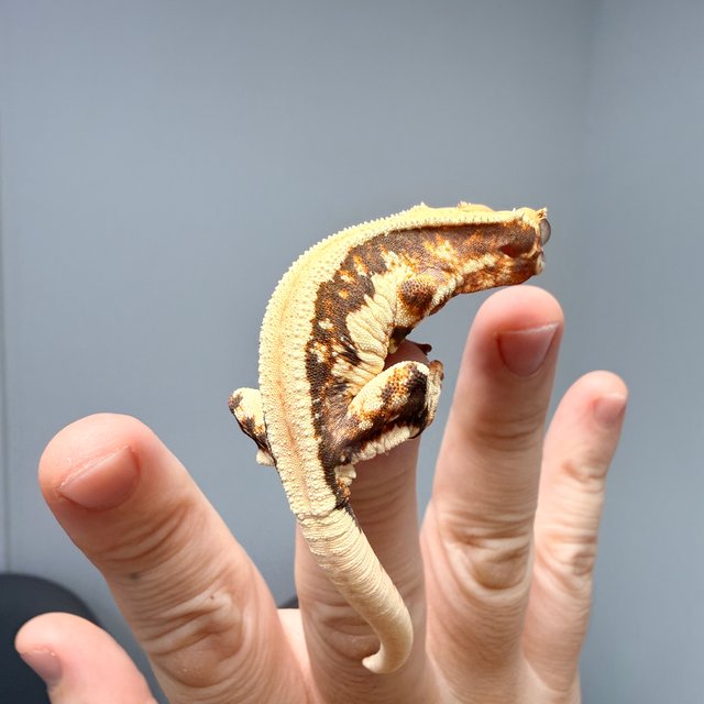 릴리화이트 풀핀 솔리드백 트라이