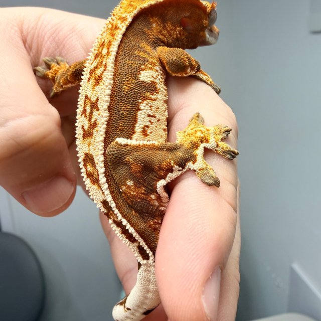 노멀 트라이 화이트핀 풀핀 쿼드 텐저린