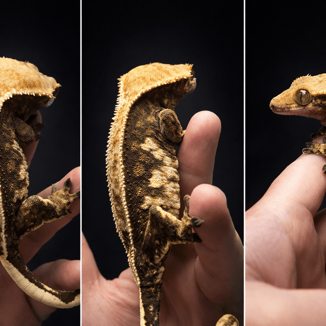 노멀 트라이 익스트림할리퀸 풀핀