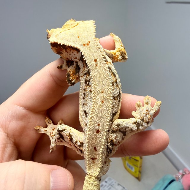 릴리화이트 풀핀