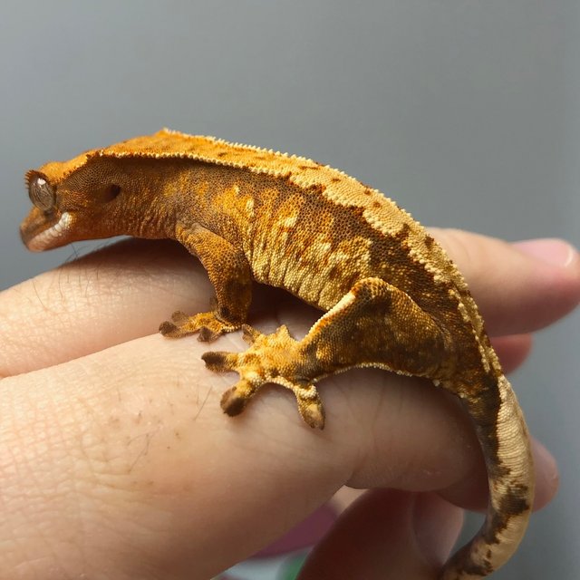 노멀 트라이 드리피 익스트림할리퀸