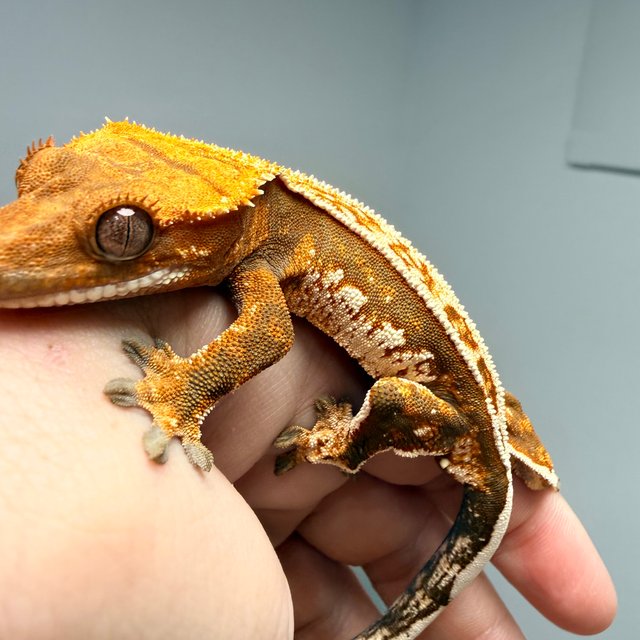 노멀 트라이 화이트핀 풀핀 쿼드 텐저린