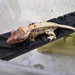 프라푸치노
