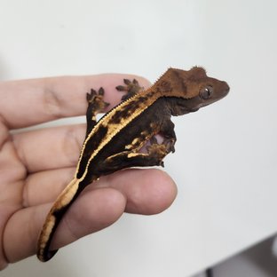 슈퍼스트라이프 엠티백