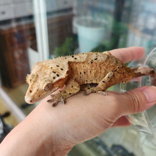 100%헷아잔틱 달마시안
