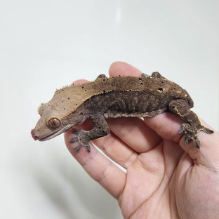 카푸치노 달마시안