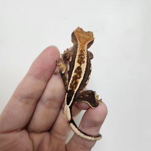 슈퍼스트라이프 엠티백