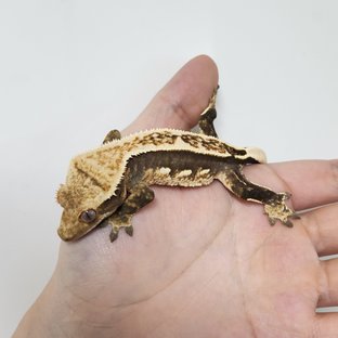 슈퍼스트라이프 엠티백