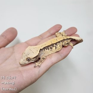 노멀 익스트림할리퀸