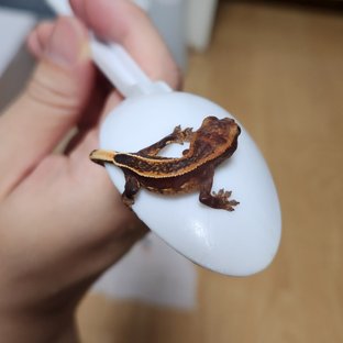 슈퍼스트라이프 엠티백