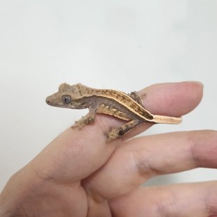 핀스트라이프 블랙