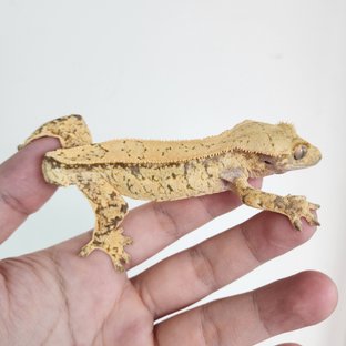 노멀 드리피 쿼드 화이트스팟