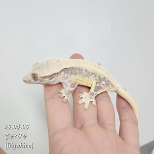 릴리화이트 풀핀