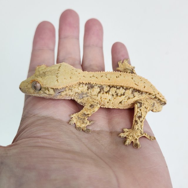 노멀 드리피 쿼드 화이트스팟