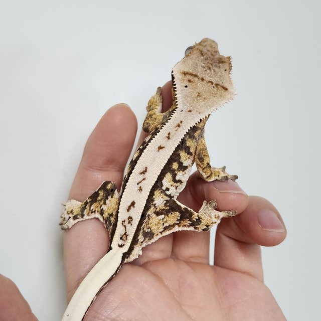 노멀 풀핀 화이트 트라이