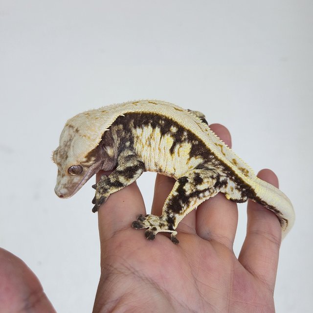 노멀 풀핀 쿼드 화이트스팟