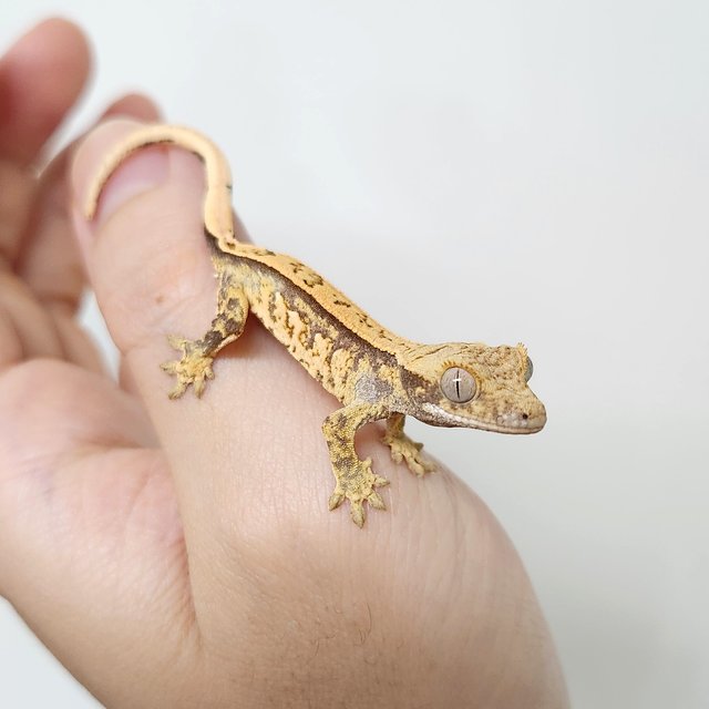 노멀 드리피 쿼드 화이트스팟