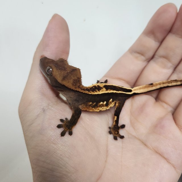 슈퍼스트라이프 엠티백