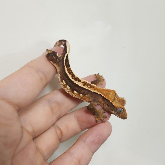 슈퍼스트라이프 엠티백