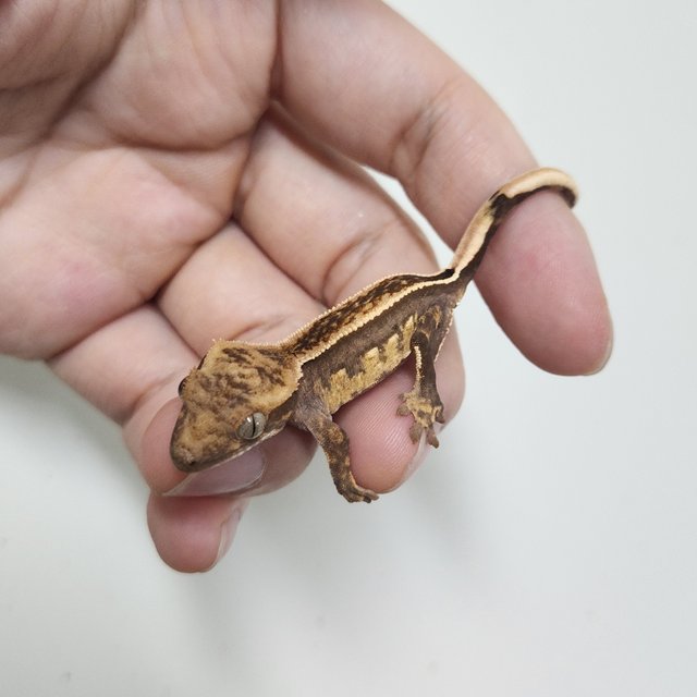 슈퍼스트라이프 엠티백