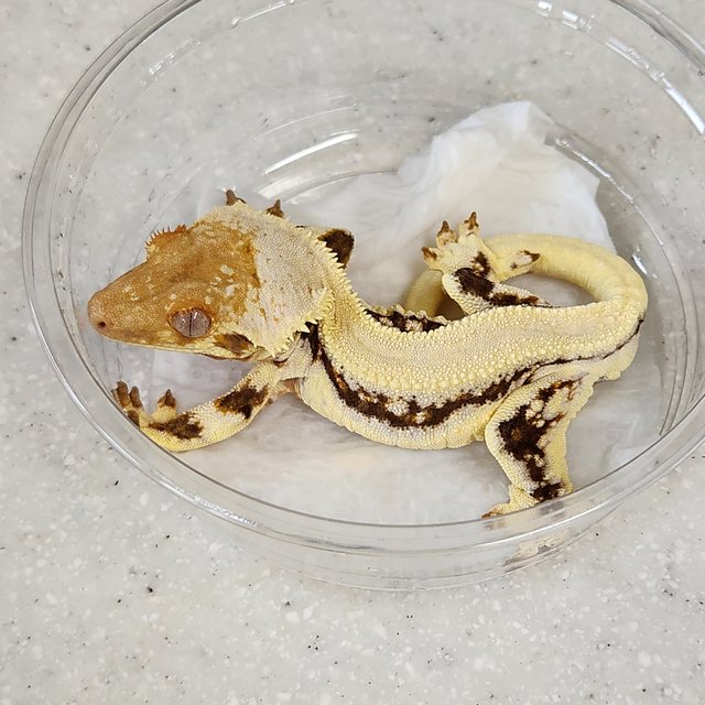 릴리화이트 솔리드백