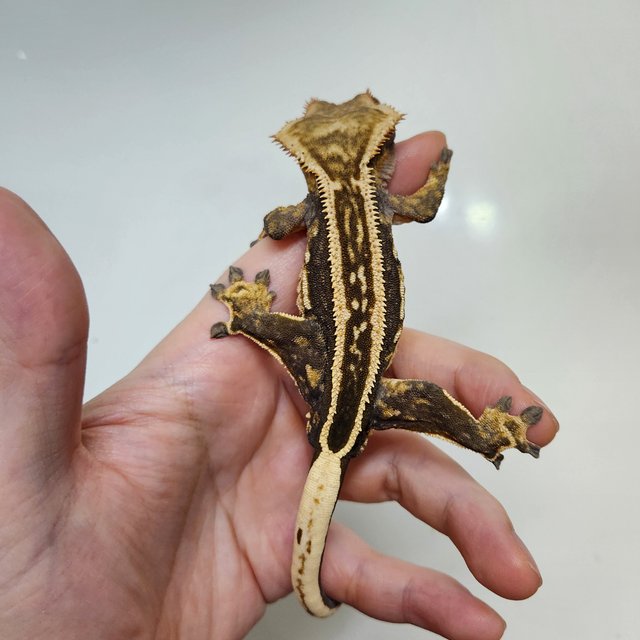 슈퍼스트라이프 엠티백