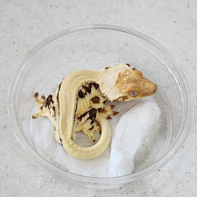 릴리화이트 솔리드백