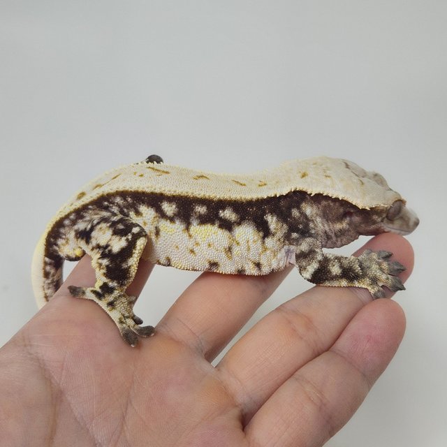 노멀 풀핀 쿼드 화이트스팟