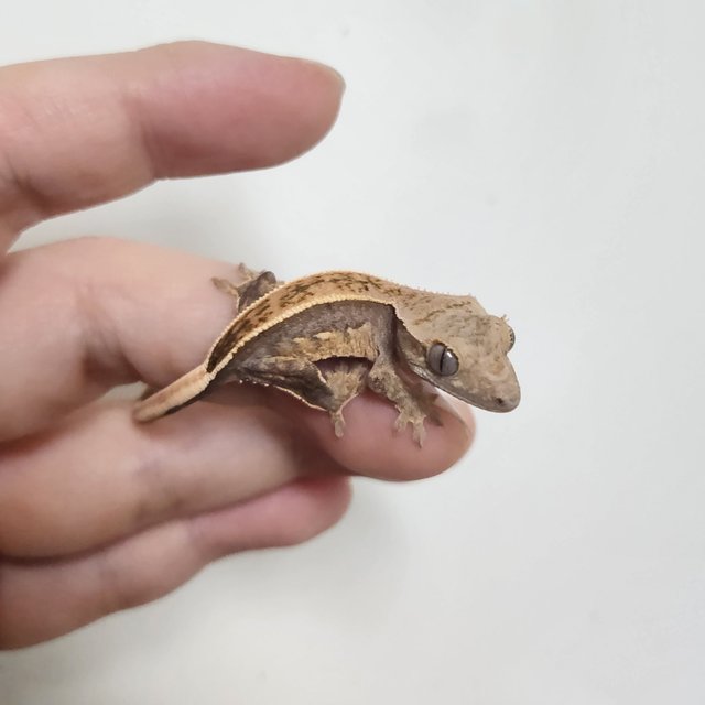 핀스트라이프 블랙