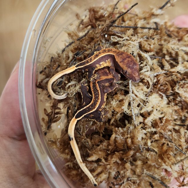 핀스트라이프 블랙