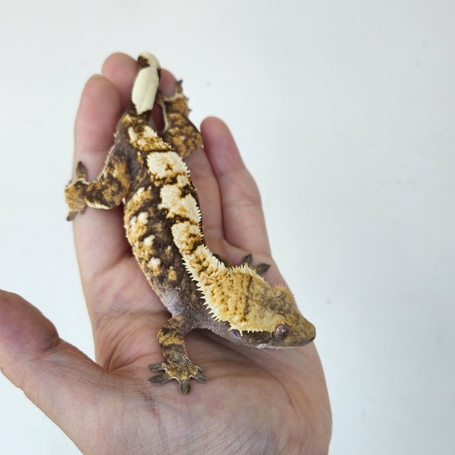 노멀 트라이 할리퀸