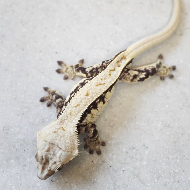 노멀 풀핀 쿼드 화이트스팟